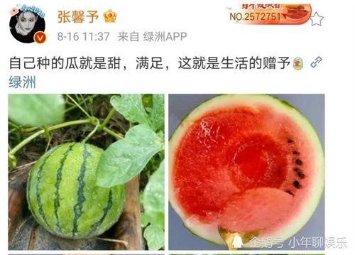 吃瓜娱乐圈吃瓜
